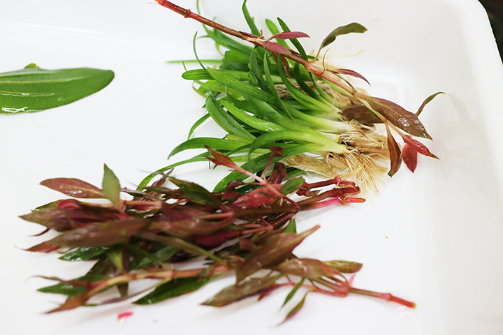 水槽レンタル Ｑ＆Ａ 水草