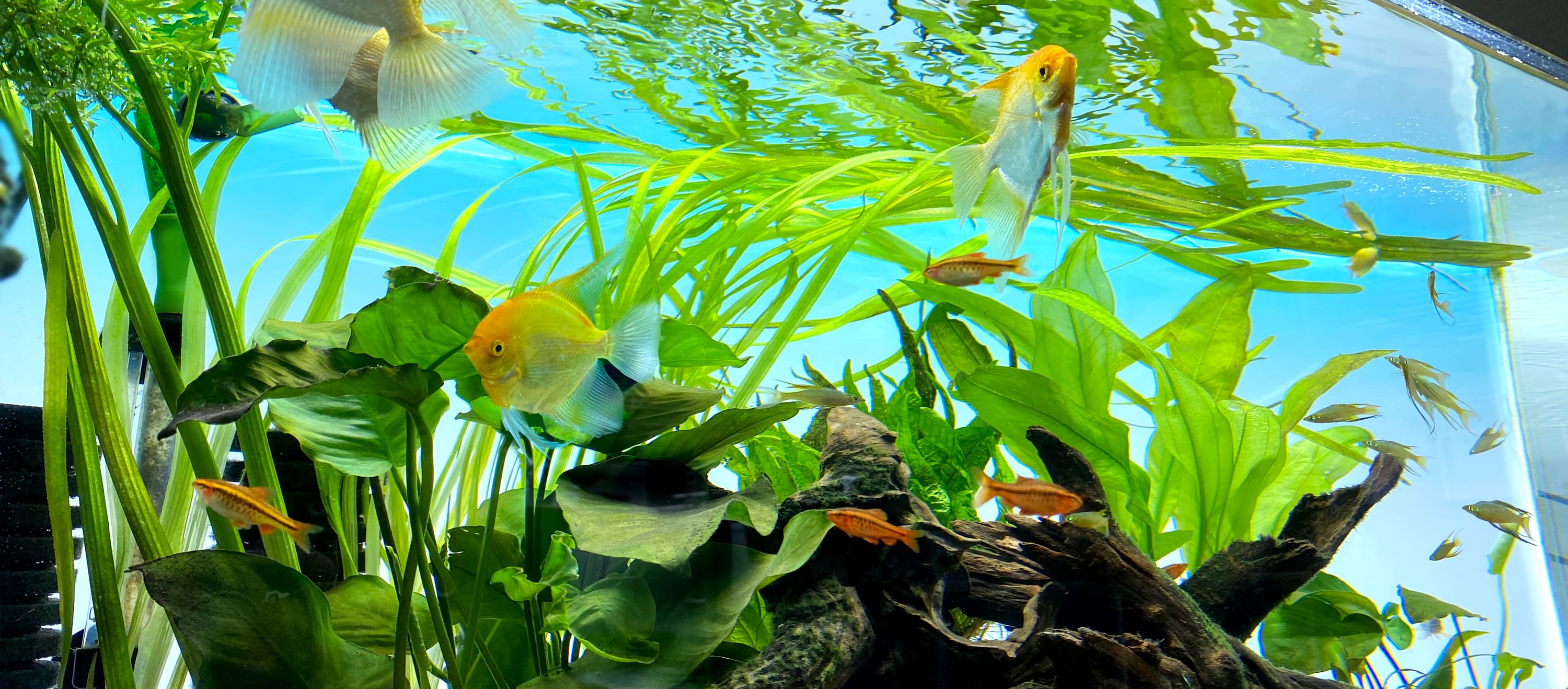 水槽引っ越しサービス