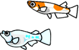 メダカ イラスト ダルマ