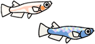 メダカ イラスト ラメ