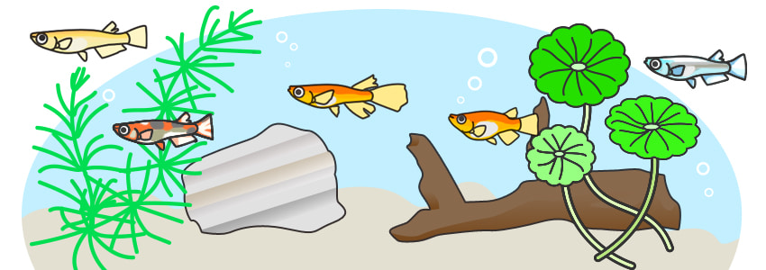 メダカ水槽とは