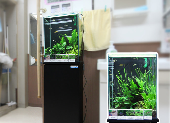 神奈川県川崎市 介護施設 30cm淡水魚水槽 メダカ水槽レンタル事例