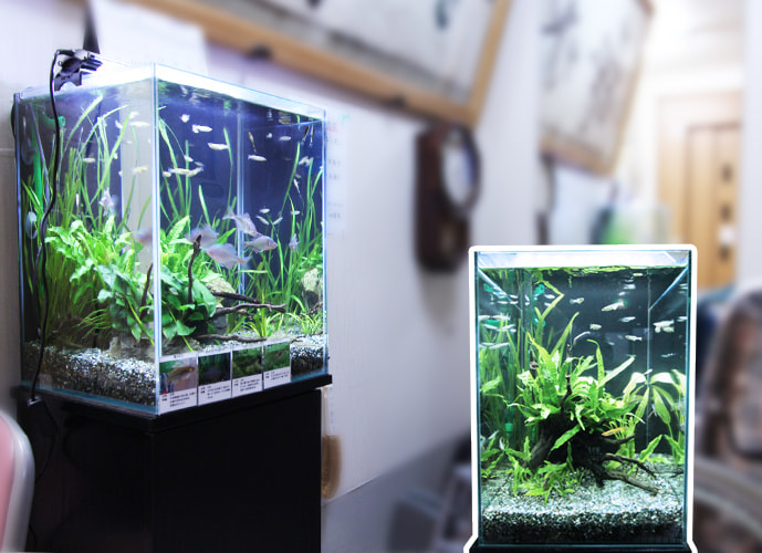 神奈川県 川崎市 介護施設 30cm淡水魚水槽 レンタル事例