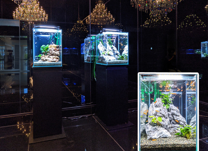 個人宅 マンションエントランスに水槽6台を短期レンタル 水槽レンタル事例