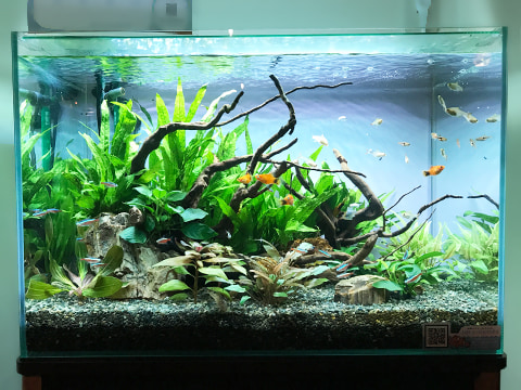 さわやか 清涼感 水槽