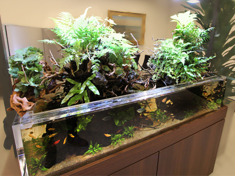 ダイナミック 迫力 水槽