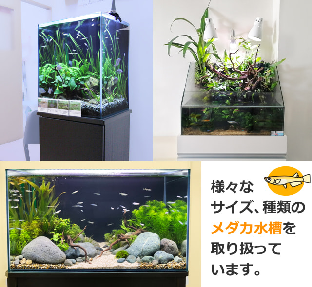 水槽レンタルサービスのメダカ水槽