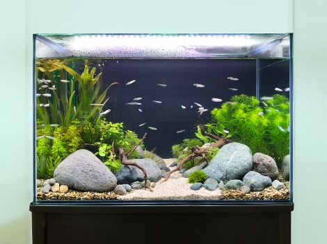 水槽レンタル メダカ水槽 アクアリウム