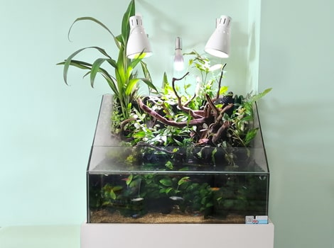 水槽レンタル メダカ アクアテラリウム
