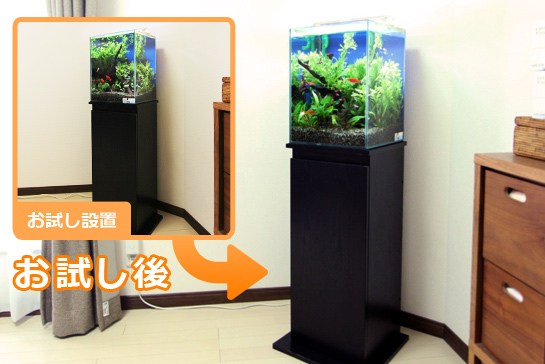 自宅で水槽レンタルお試しキャンペーン