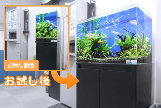 オフィスで水槽レンタルお試しキャンペーン