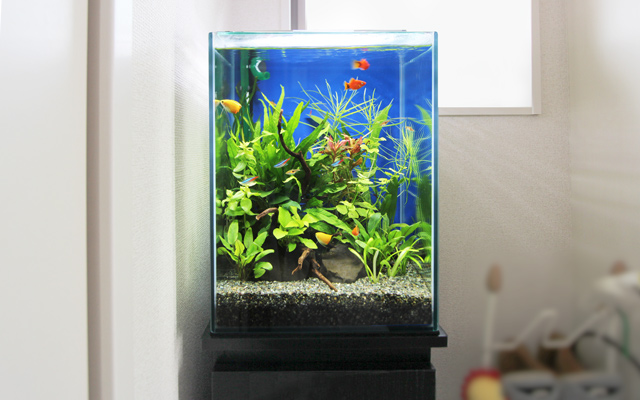 水槽無料レンタル