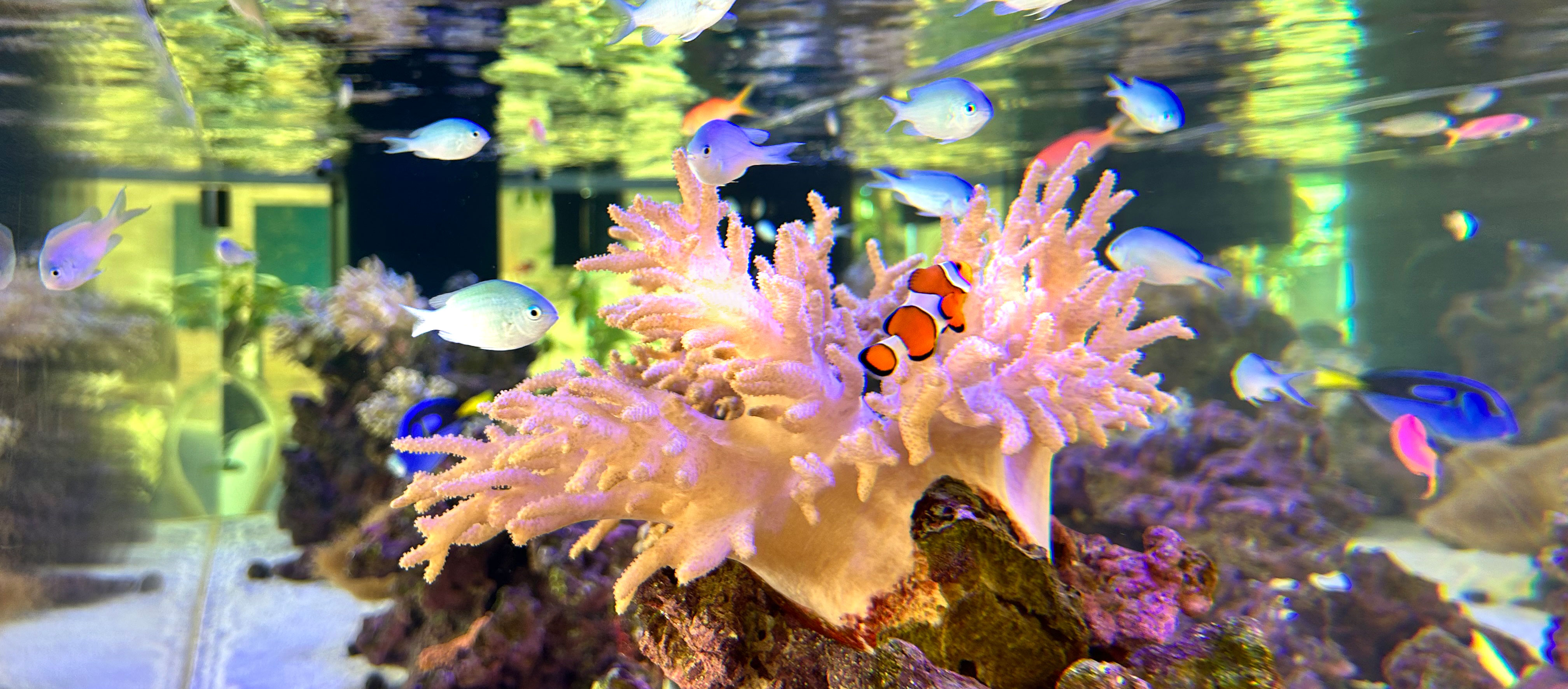 水槽レンタルサービス