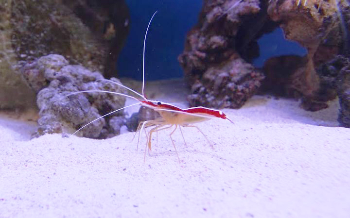 水槽レンタル Ｑ＆Ａ スカンクシュリンプ