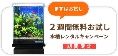 水槽レンタル無料お試し