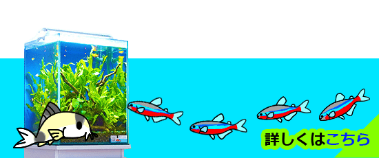 2週間無料！水槽お試しレンタルはこちら