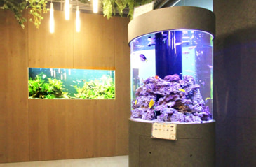 東京アクアガーデン水槽レンタル 豊富な水槽バリエーションと分かりやすい料金プラン