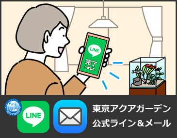 東京アクアガーデン水槽レンタル メンテナンス報告