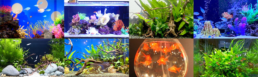 選べる水槽デザイン一覧