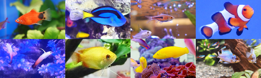 選べる熱帯魚一覧