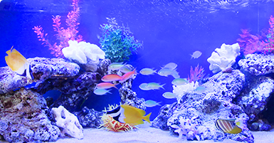 海水魚水槽