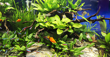淡水魚水槽