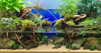 アクアテラリウム水槽