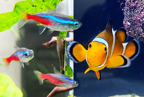 レンタルできる熱帯魚の一覧